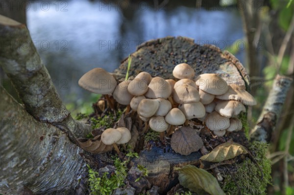 Honey-yellow honey fungus (Armillaria mellea) on a tree stump, Bavaria, Germany, Europe