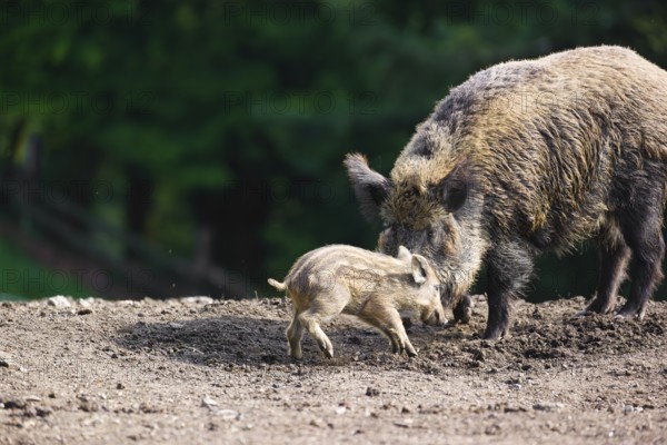 An adult wild boar or wild pig (Sus scrofa), throws a piglet up with its snout
