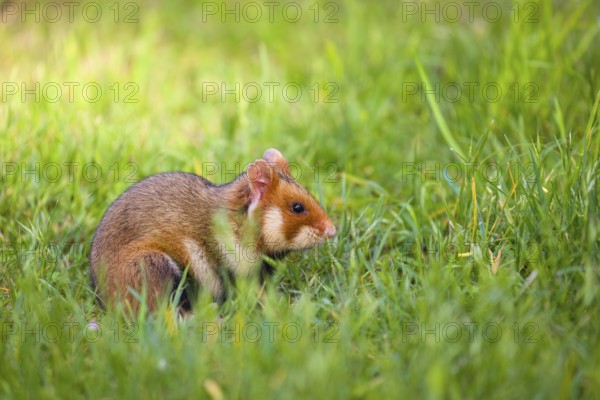 A European hamster (Cricetus cricetus), Eurasian hamster, black-bellied hamster or common hamster,