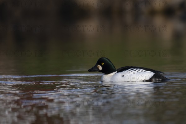Common goldeneye (Bucephala clangula), Sweden, Europe