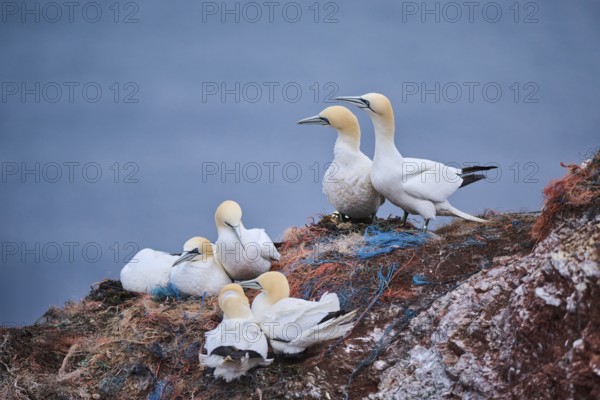 Northern gannet (Morus bassanus) couple, wildlife, Heligoland, Germany, Europe