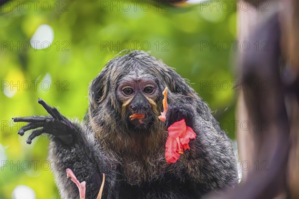 A female white-faced saki (Pithecia pithecia) sits in a Rose of Venezuela (Brownea grandiceps)