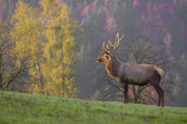 An Altai maral stag, Altai wapiti or Altai elk (Cervus canadensis sibiricus) stands on a meadow in