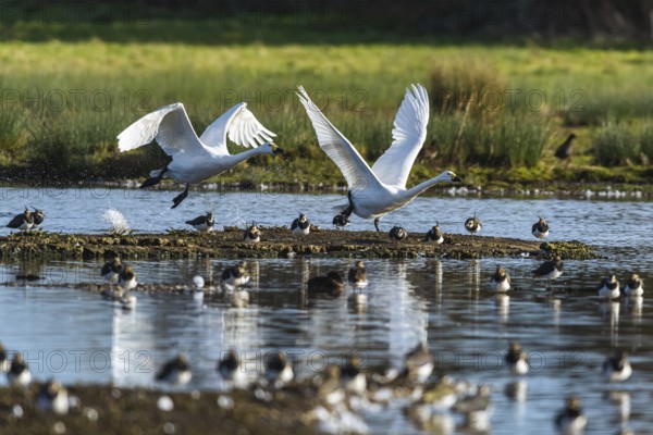 Tundra Swan, Bewick's Swan, Cygnus columbianus in flight at winter in Slimbridge, England, United