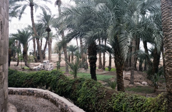 Palm trees and farmland in a small irrigated oasis in Aqaba, Jordan, 1998, Asia