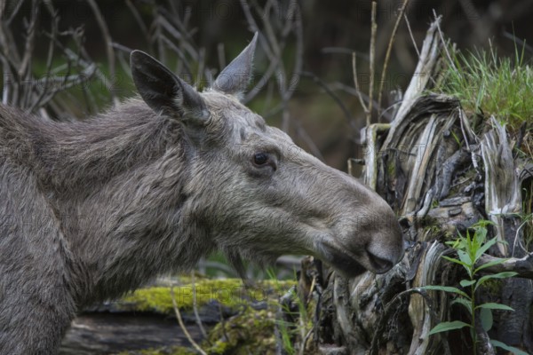 Moose (Alces alces) cow with trees and green grass around