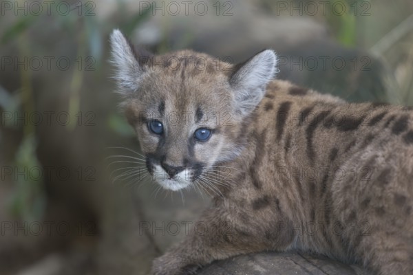 One cougar kitten, Puma concolor, sitting on a log with some green vegetation in the background