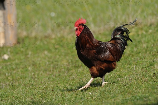 Cock standing on a green meadow near a wooden post, domestic fowl (Gallus gallus domesticus),