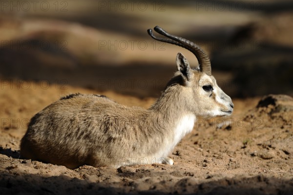 An antelope lying in the sunshine on sandy ground in a natural environment, goitered gazelle