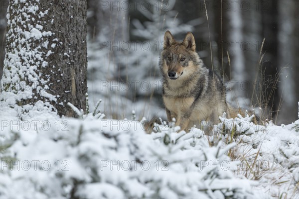 One young male eurasian gray wolf (Canis lupus lupus) running thru the snow-covered undergrowth of