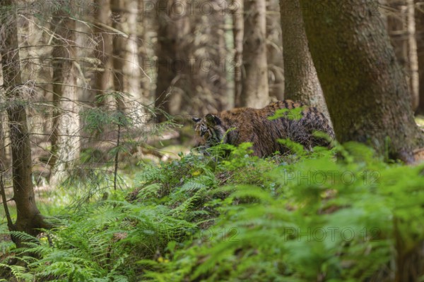 One young female Siberian Tiger, Panthera tigris altaica, walking thru a forest of pine trees with