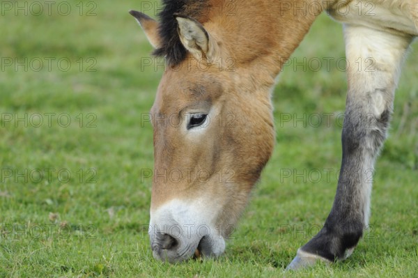 Horse eating grass in a green meadow, Przewalski's horse (Equus ferus przewalskii), Bavarian Forest
