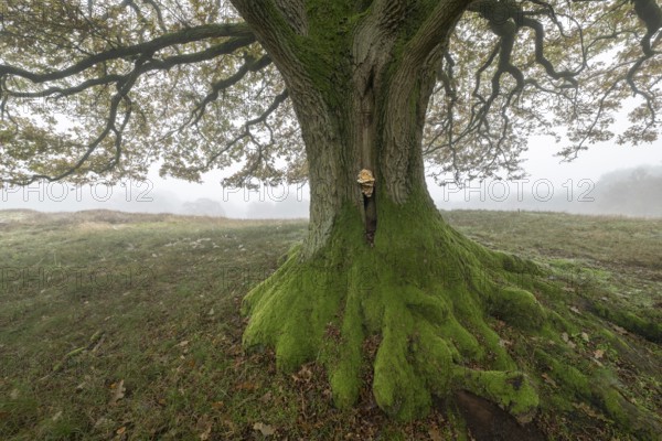 English oak (Quercus robur) with fungal infestation in fog, Emsland, Lower Saxony, Germany, Europe