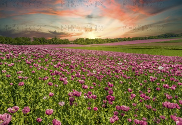 Poppy meadow red sunset sunbeams Auetal district Schaumburg Germany