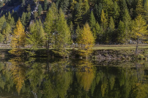 Little pond of the Malta river with a mountain forest in fall foliage on a bright sunny morning.