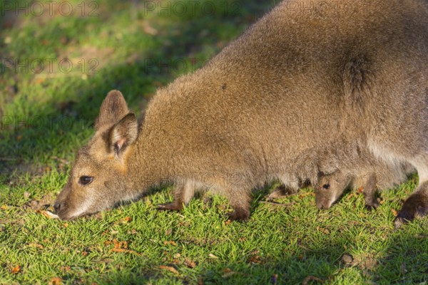 Red-necked wallaby or Bennett's wallaby (Macropus rufogriseus) with cub in her pouch, sits on a