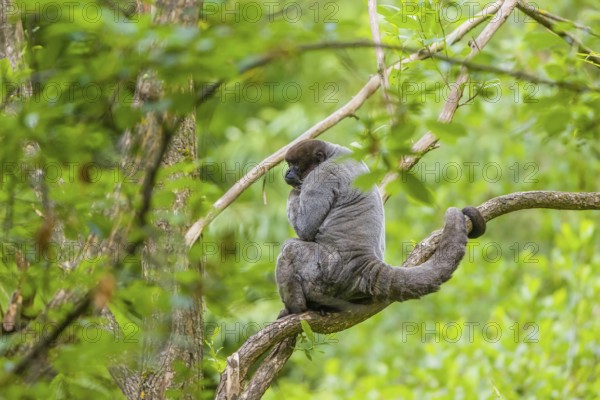 A common woolly monkey, brown woolly monkey, or Humboldt's woolly monkey (Lagothrix lagothricha)