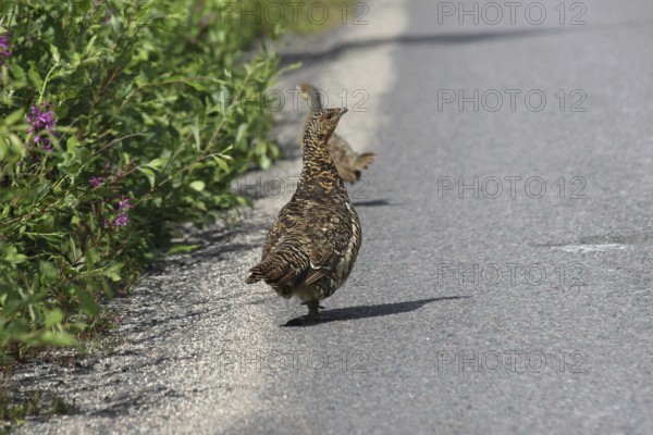 Capercaillie (Tetrao urogallus) hen at the edge of a forest road, Lapland, Sweden, Europe