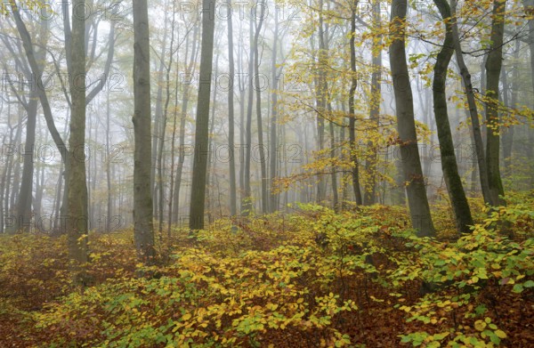 Near-natural deciduous forest in autumn with colourful leaves, copper beech (Fagus sylvatica), fog