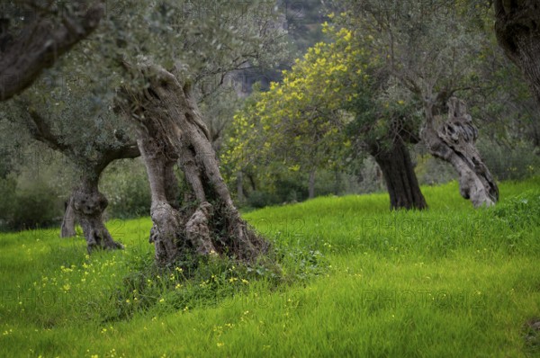 Old olive trees, olive grove, Alaró, Calvià, Majorca, Balearic Islands, Balearic Islands, Spain,
