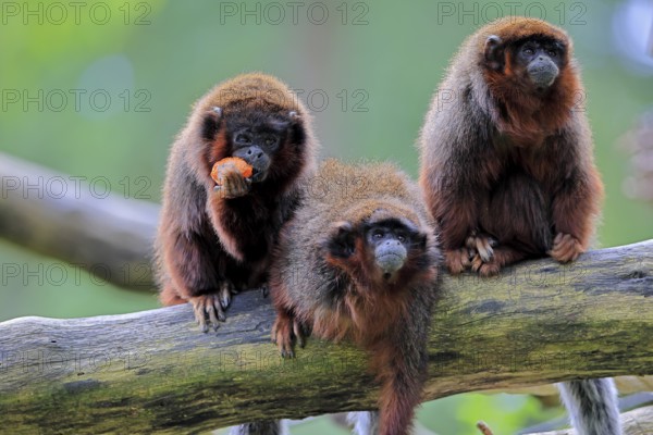 Coppery titi (Plecturocebus cupreus, Syn.: Callicebus cupreus), three coppery titi, group, feeding,
