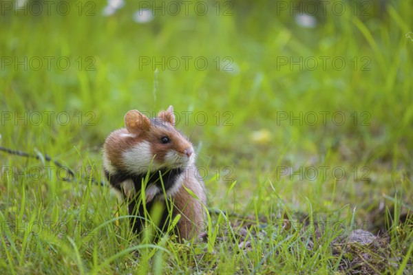A European hamster (Cricetus cricetus), Eurasian hamster, black-bellied hamster or common hamster,