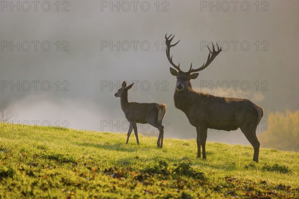 A red deer hind and a stag (Cervus elaphus) stand backlit on a meadow. Early morning light with a