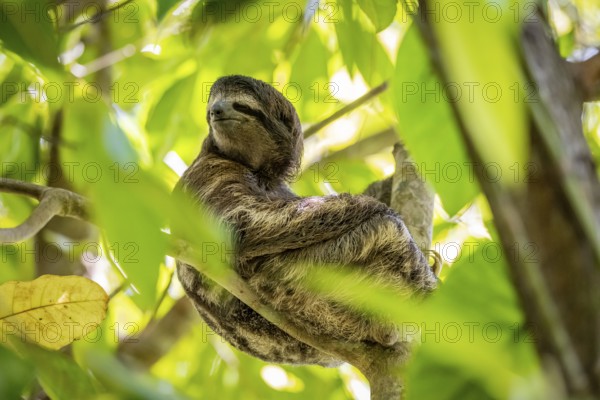 Brown-throated sloth (Bradypus variegatus) sitting in a tree, Cahuita National Park, Costa Rica,