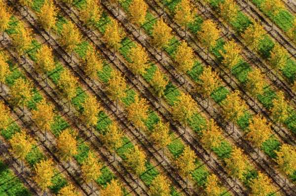 Nursery, Lower Saxony, Beckedorf, Nordheide, tree, trees, colourful, yellow, autumn, autumnal,