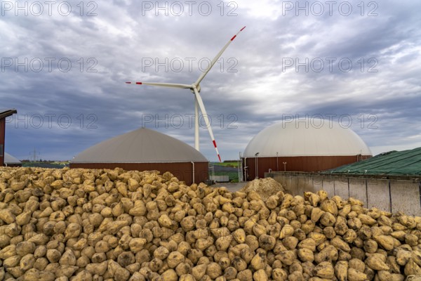 Biogas plant produces gas from various biomass, here the sugar beet storage, the electricity is