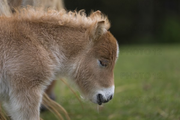 Falabella foal, The Falabella (Equus ferus caballus) is the smallest horse at all