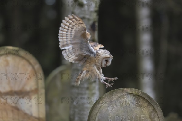 One barn owl (Tyto alba) flying on a historic graveyard in a forest between the gravestones. Green