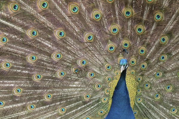 Indian peafowl or Peacock (Pavo cristatus) adult male bird displaying showing its tail feathers,