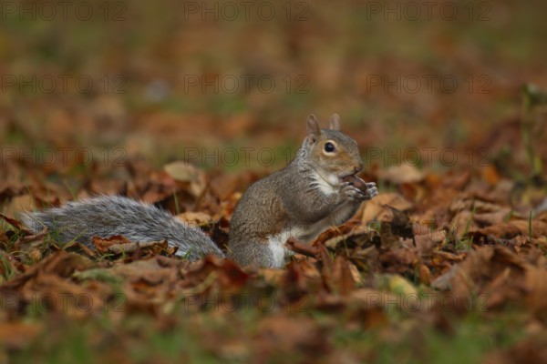 Grey squirrel (Sciurus carolinensis) adult animal eating an acorn nut amongst fallen autumn tree