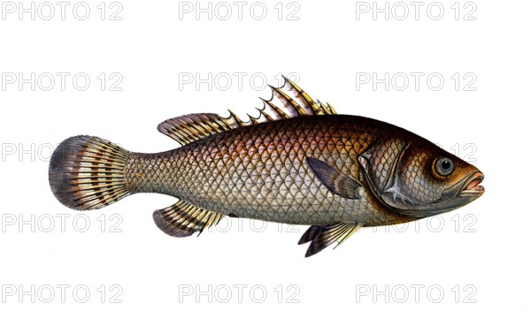 Fish, Fish, genus of hussar fish, Holocentrus calcarifer, the spurred Holocentre, Historical,