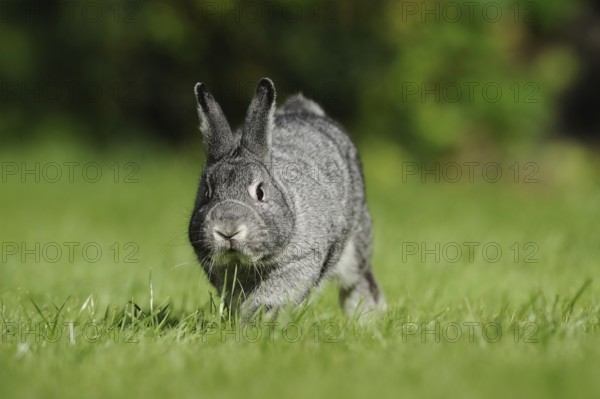 Grey hare on a green meadow in a natural environment, domestic rabbit (Oryctolagus cuniculus forma