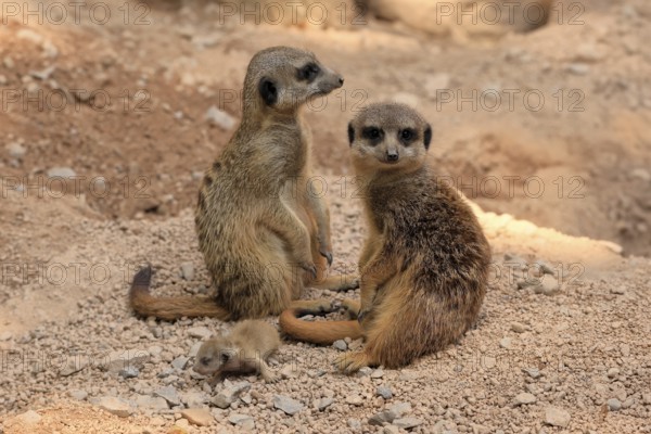 Burrowing owl (Suricata suricatta), adult, two adults, juvenile, newborn, baby, at the burrow