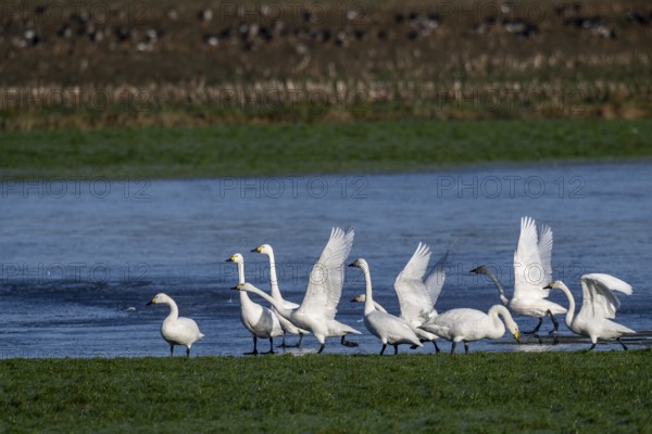 Whooper swans (Cygnus cygnus) and Bewick's swans (Cygnus bewickii), Emsland, Lower Saxony, Germany,
