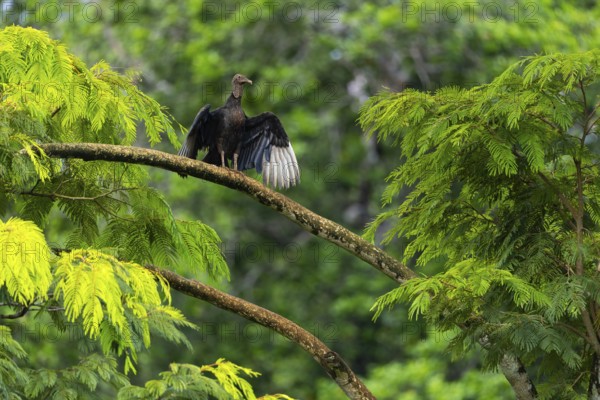 King vulture (Sarcoramphus papa), cock, vulture birds (Aegypiinae), Laguna del Lagarto Lodge,