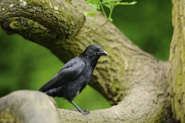 A black crow sitting on a branch against a background of green leaves, Corvus corone corona,