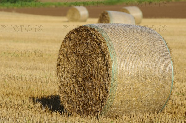 Large bale of straw on a field ready for harvesting, Upper Palatinate