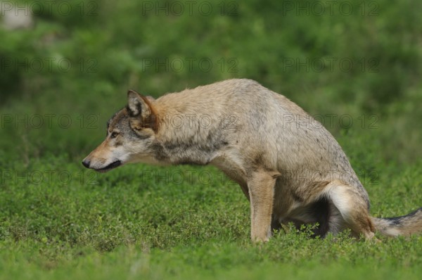 A wolf urinating on green grass, alert and vigilant, Timberwolf (Canis lupus lycaon), Germany,