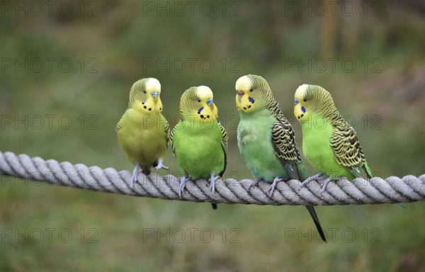 Budgerigars, (Melopsittacus undulatus) courtship display on a rope