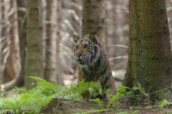 One young female Siberian Tiger, Panthera tigris altaica, sitting in a forest of pine trees with