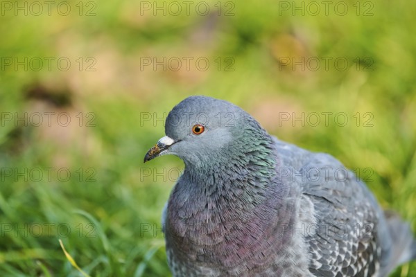 Feral pigeon (Columba livia domestica), portrait, Venice, Italy, Europe