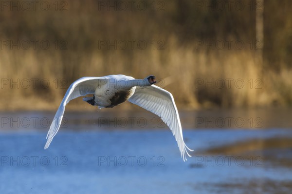 Mute Swan, Cygnus olor, bird in flight at winter on marshes