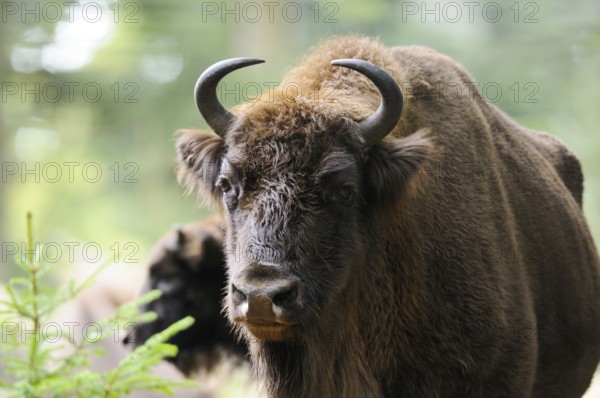 Bison in the forest, close-up with clear view of head and horns, bison (Bos bonasus), Bavarian