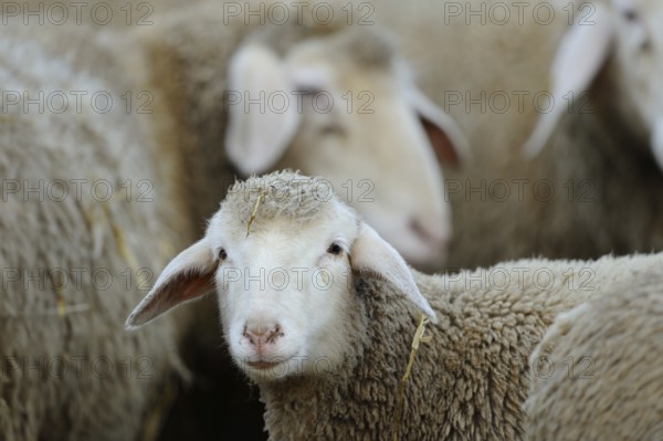 A close-up of a sheep among a group of sheep in the pasture, domestic sheep (Ovis orientalis