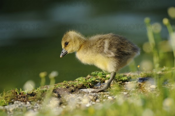 A small gosling stands on a flowering meadow in the sunlight, grey goose (Anser anser), Franconia