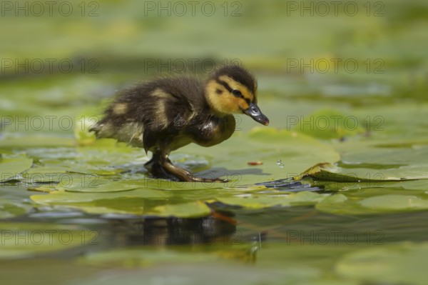 Mallard or Wild duck (Anas platyrhynchos) juvenile baby duckling bird walking on Water lily pad